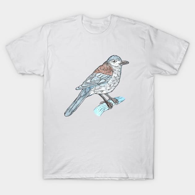 Grey Shrike Thrush T-Shirt by bangart